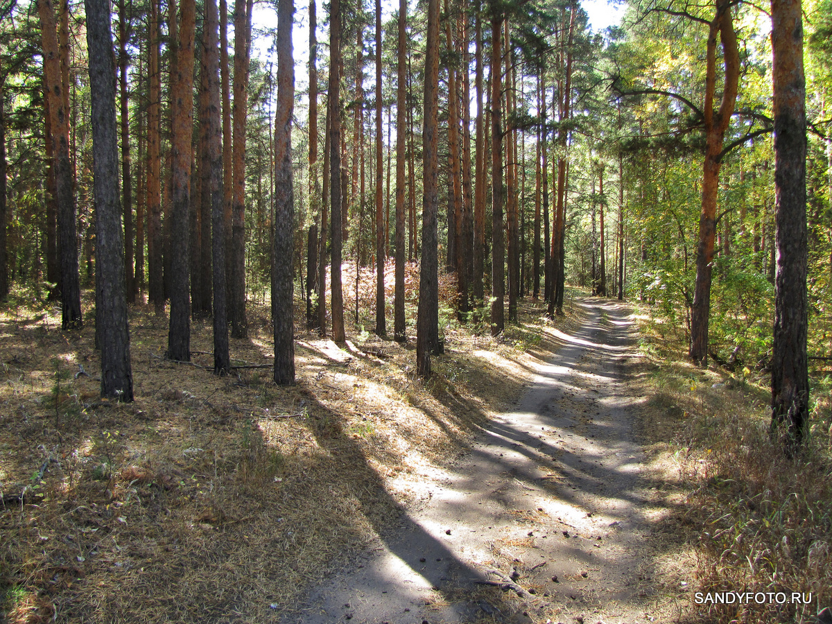Сосновый лес Курск