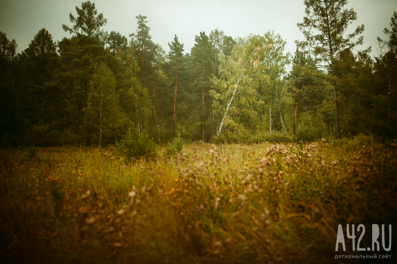Летний лес в Курской области