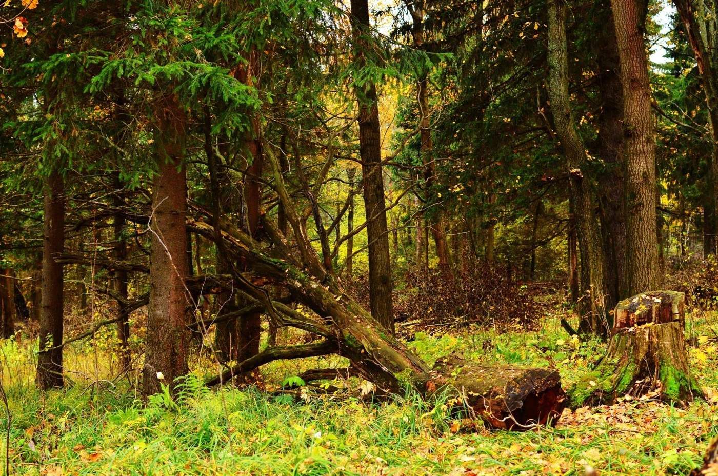 Старейшие леса россии
