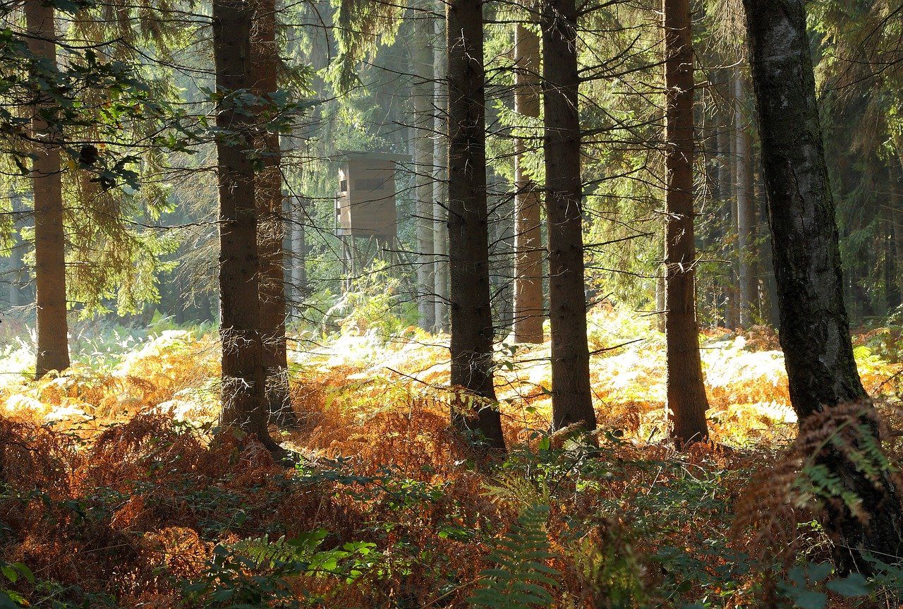 Осень в хвойном лесу