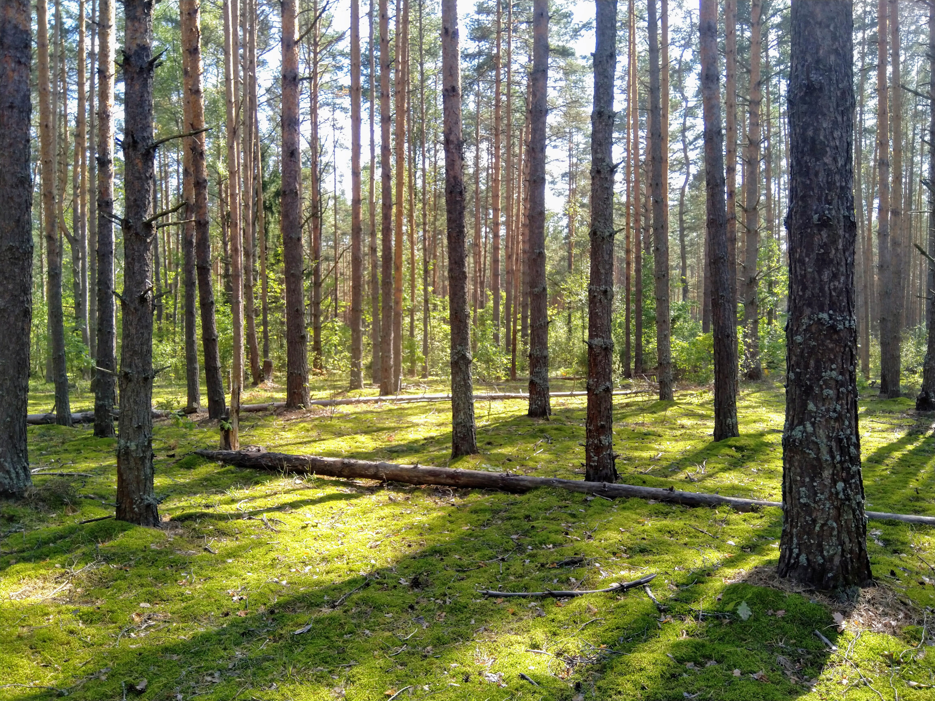 Глухие леса Тверской области