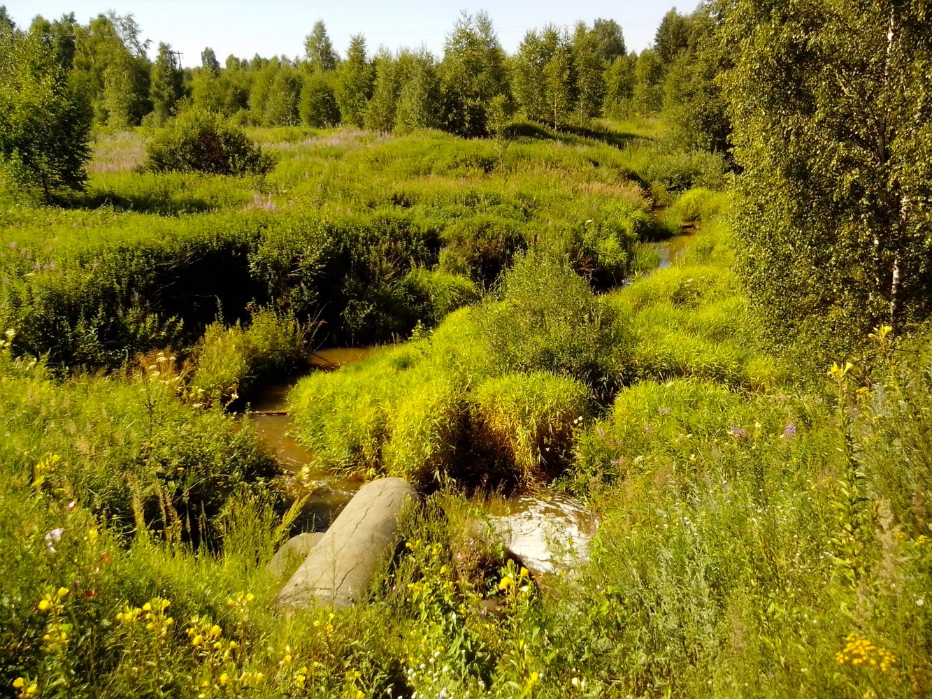 фото растений владимирской области