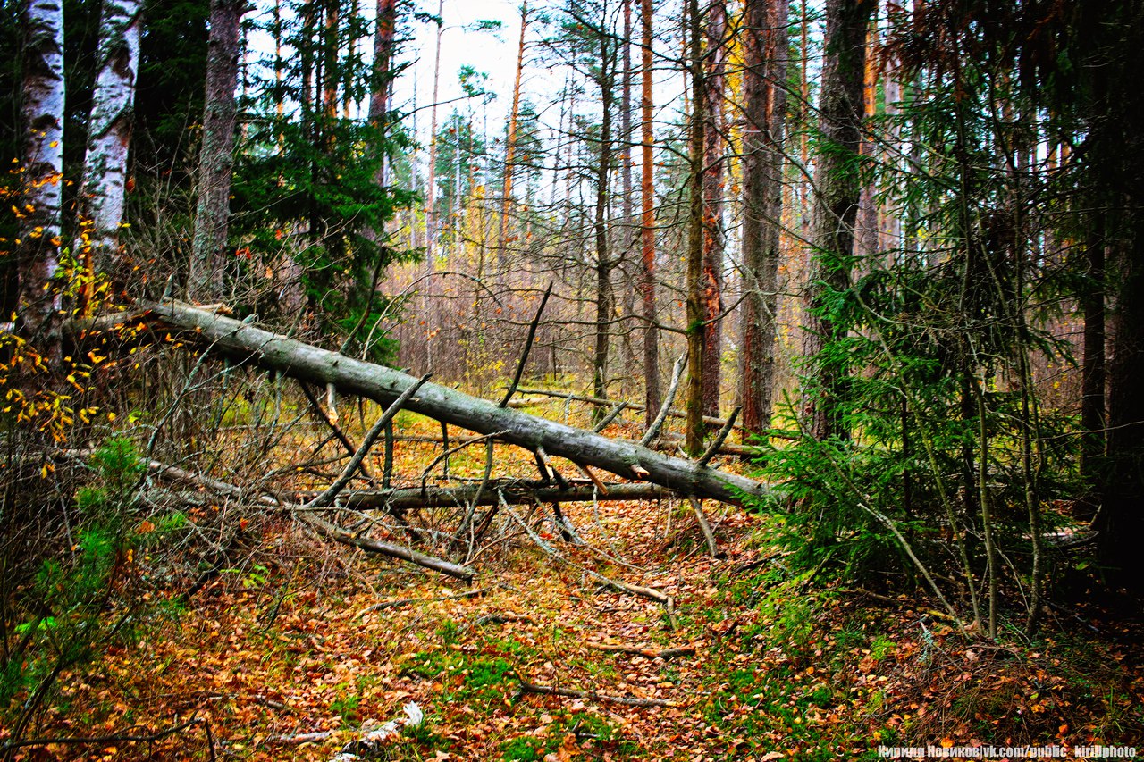 Смешанные лес во Владимирской области