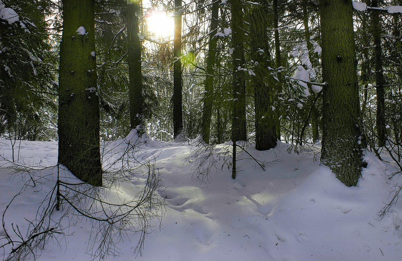 Звук снежка. Фото крови на снегу в лесу.