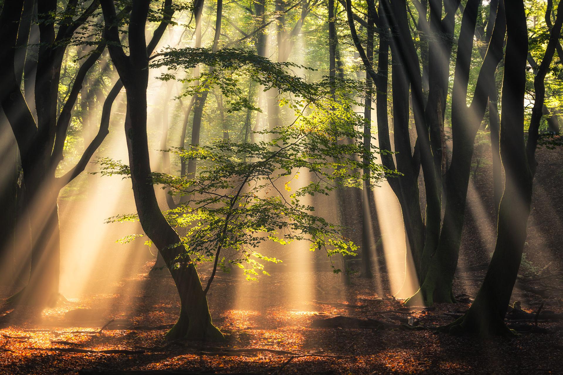 Лес солнце и звезды. Свет в лесу. Лучи солнца в лесу. Свет сквозь деревья. Лучи сквозь деревья.