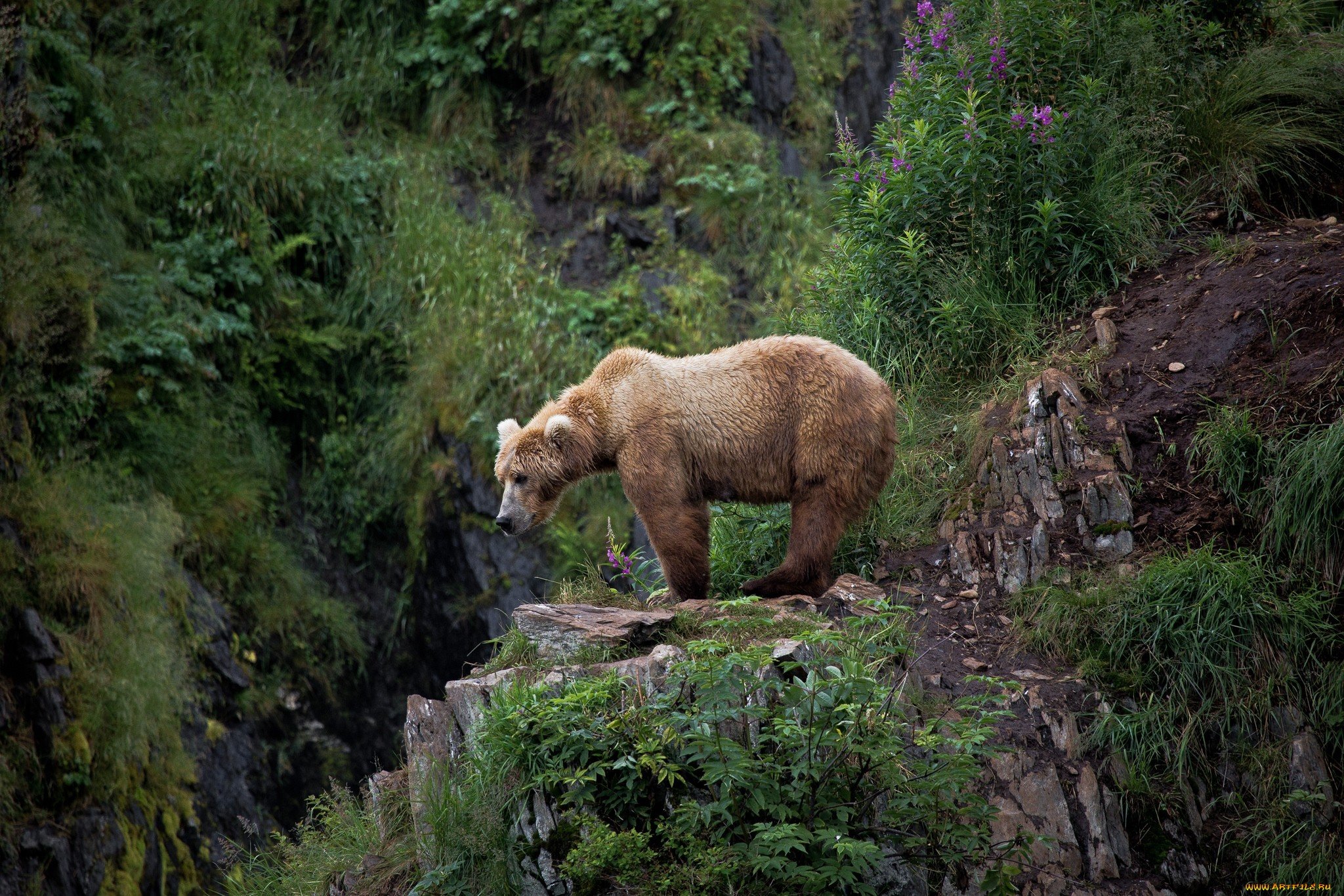Бурый медведь в горах