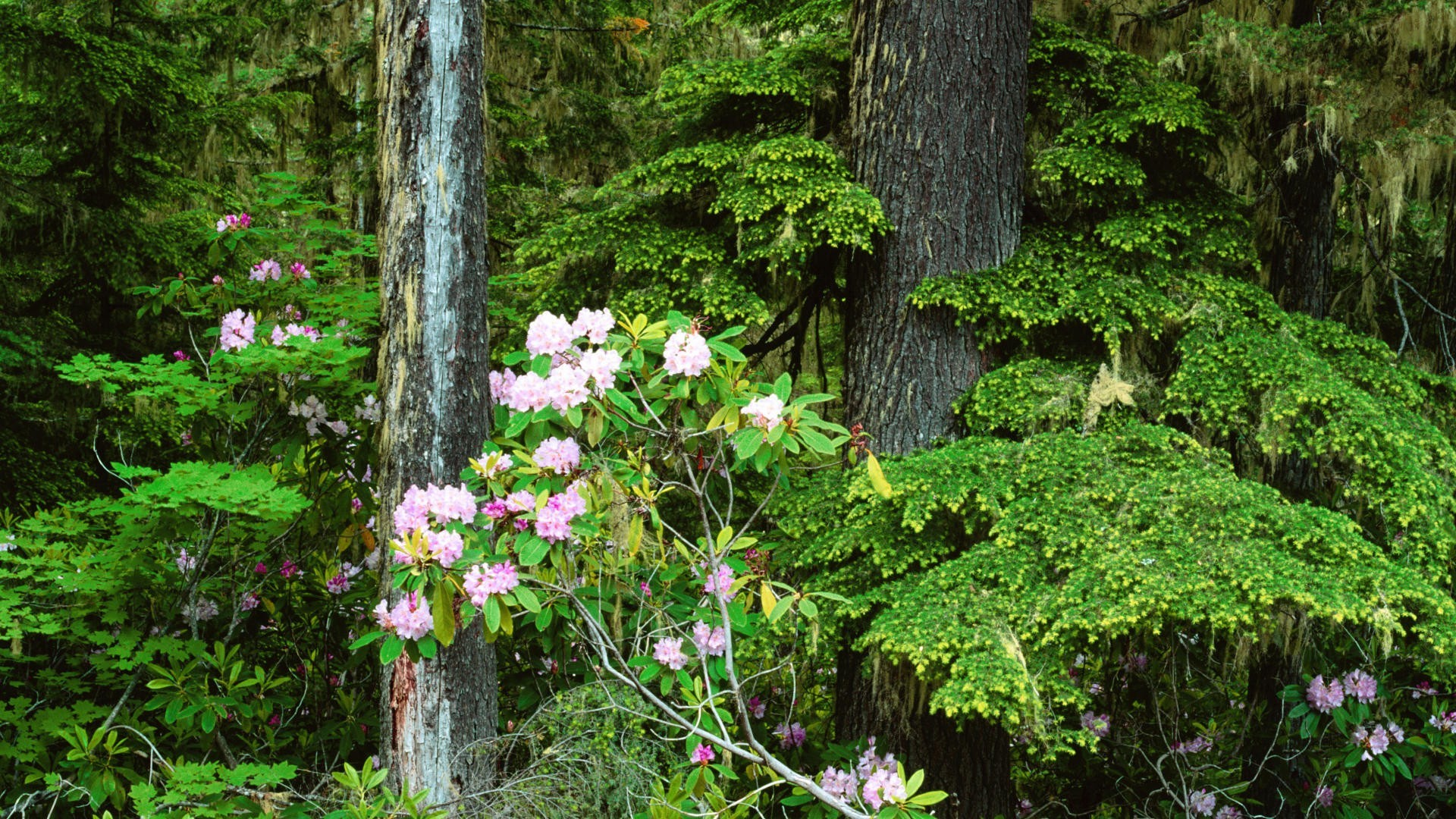 Рододендроново-душекиевыми лесами