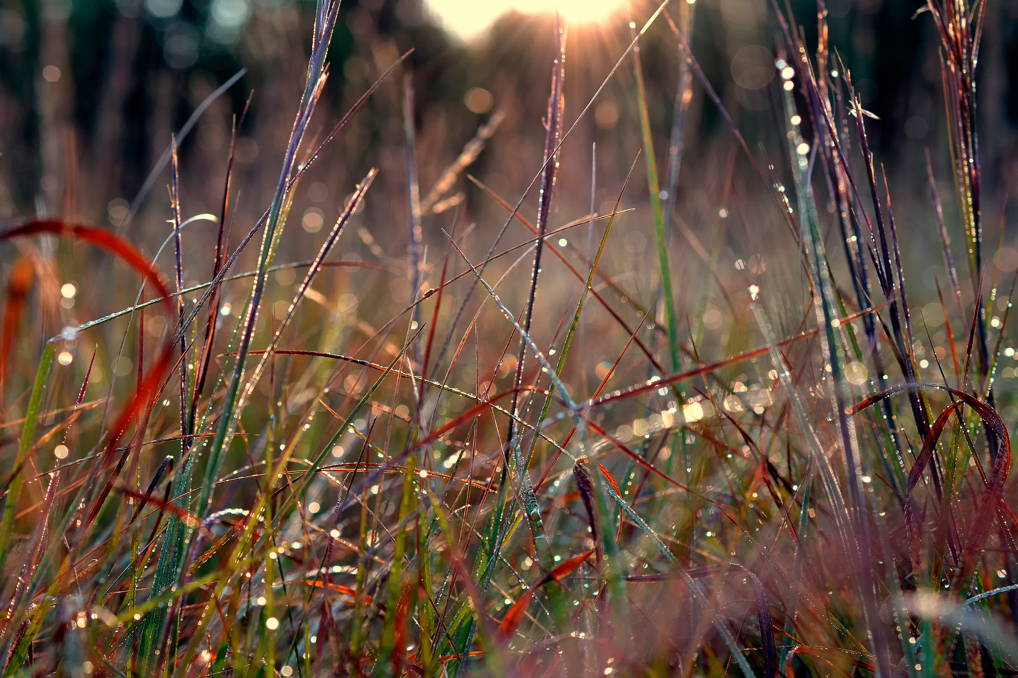 Вечером обильная роса. Макросъемка природа. Осенняя трава. Роса в лесу. Роса на траве.