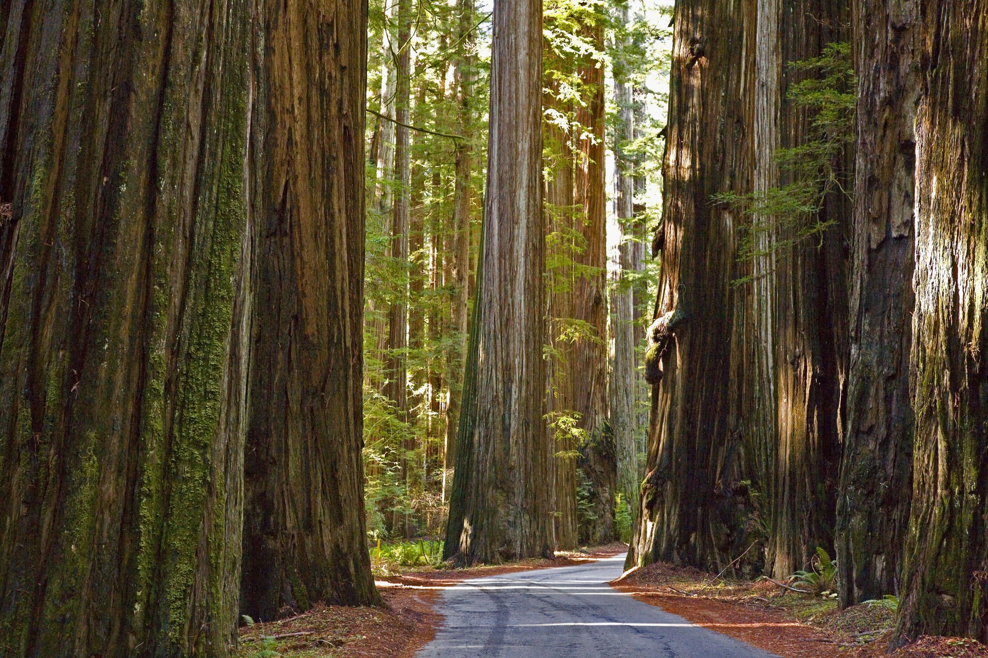 Площадь самого большого леса в мире. Национальный парк «Редвуд» в Калифорнии. Парк Секвойя Калифорния. Национальный парк Секвойя в Калифорнии. Калифорния парк Секвойя Редвуд.
