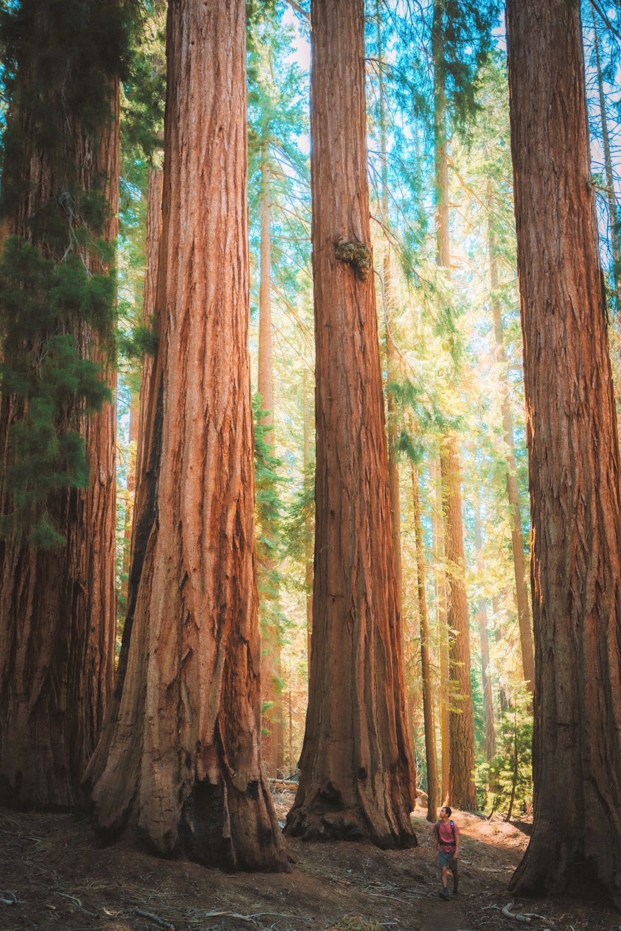 Леса калифорнии фото