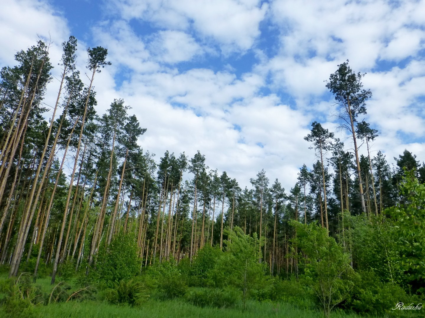 Сосновый лес Гридюкино