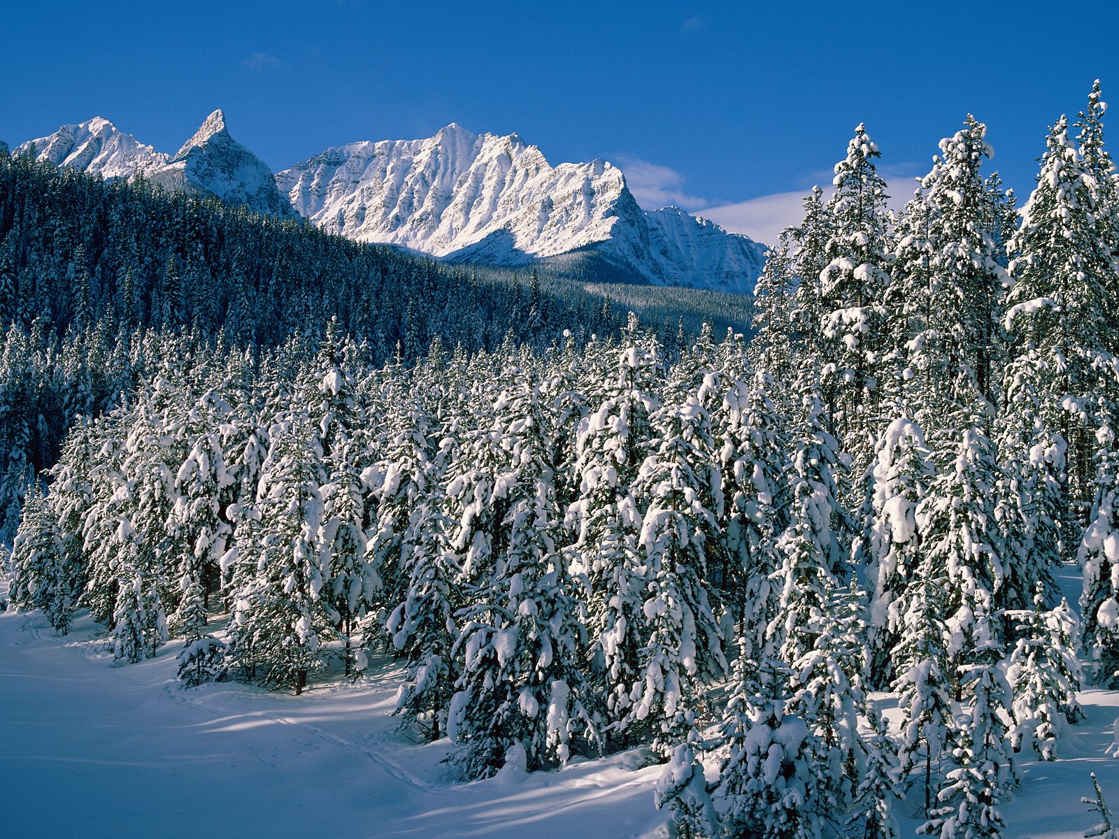 Снежный лес и горы