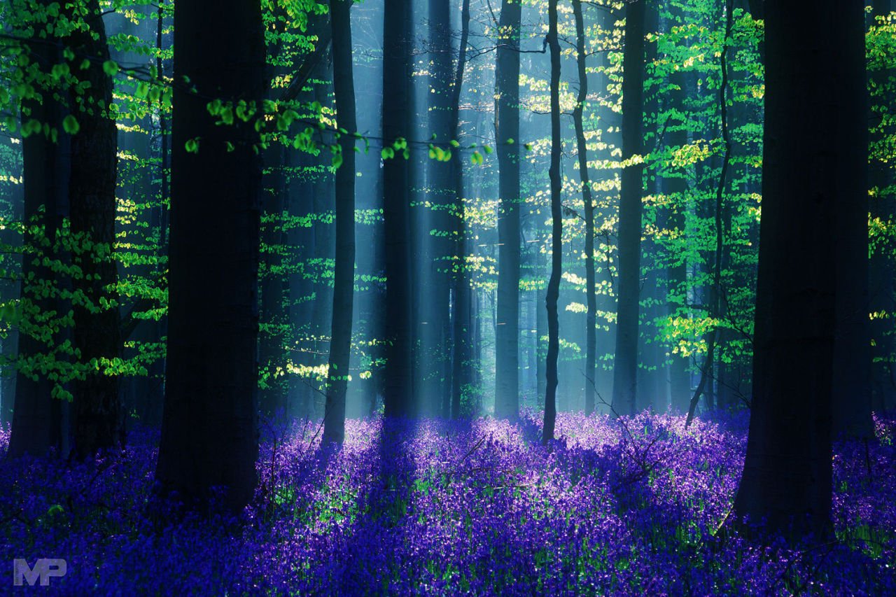 Сказочный синий лес «Халлербос», Бельгия.