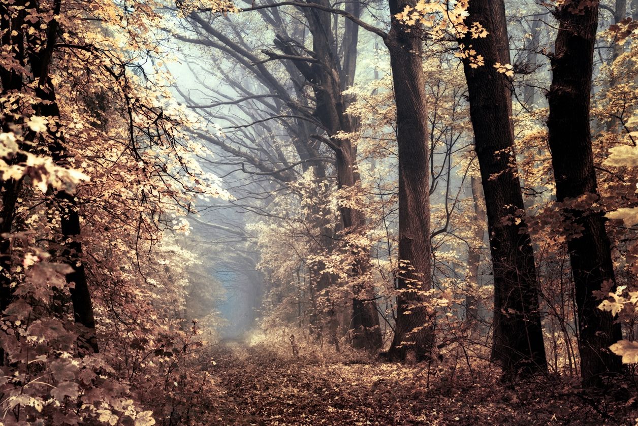 Сказочный лес осенью