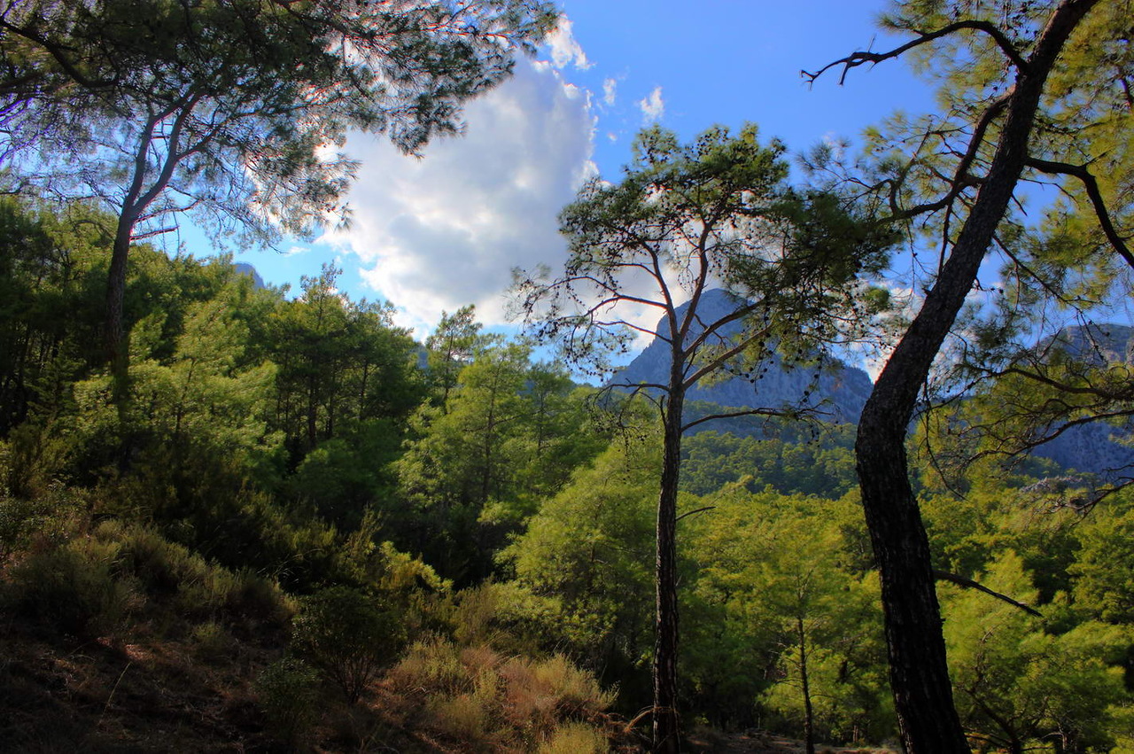 Красивые места в лесу в Турции
