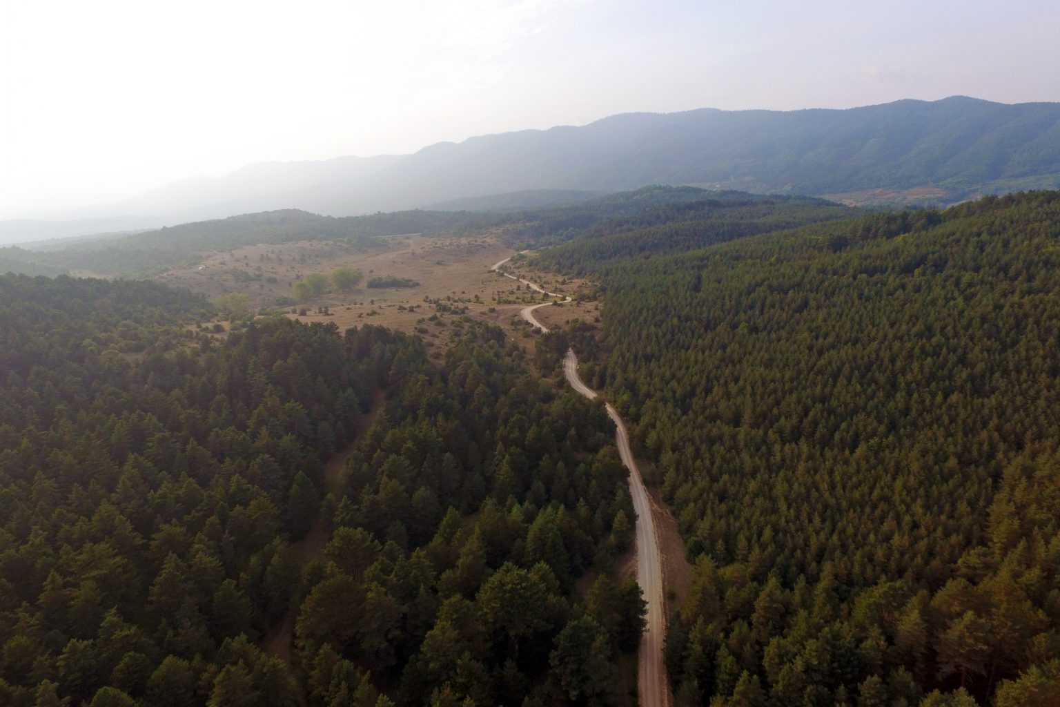 Хвойные леса в Турции