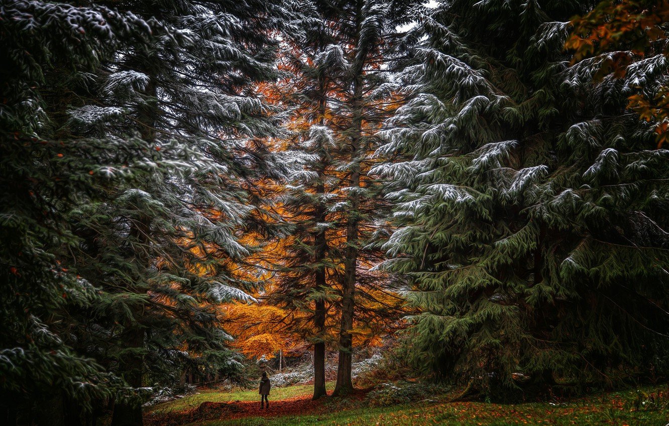 Осенний еловый лес