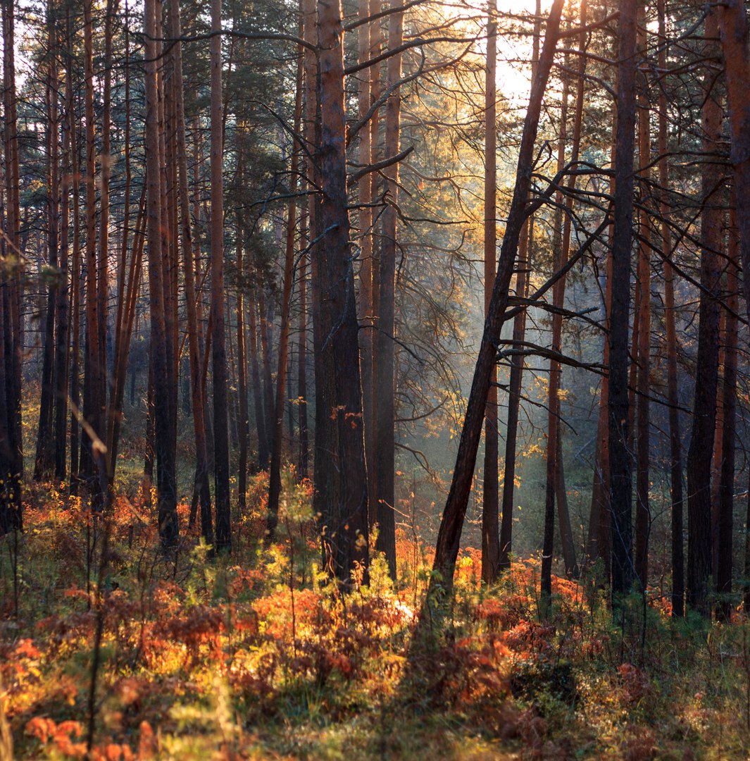 Лес шепелёва Сосновый Бор