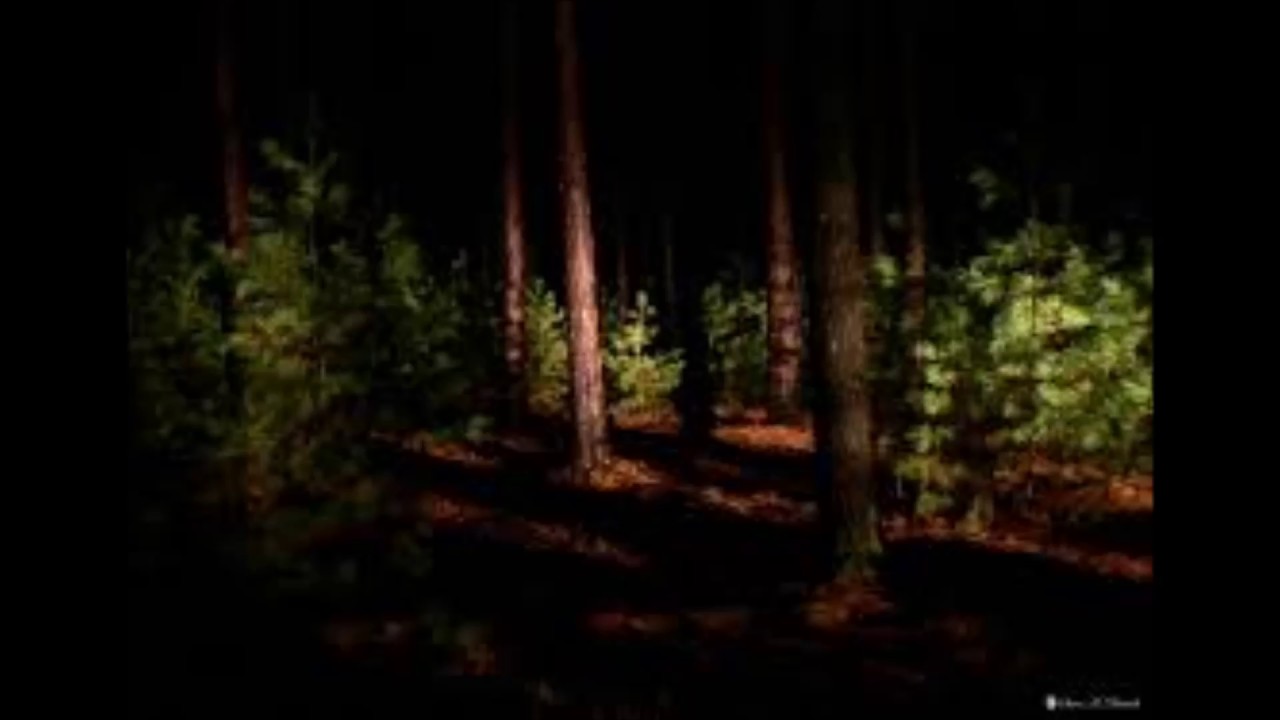 Еловый лес ночью летом