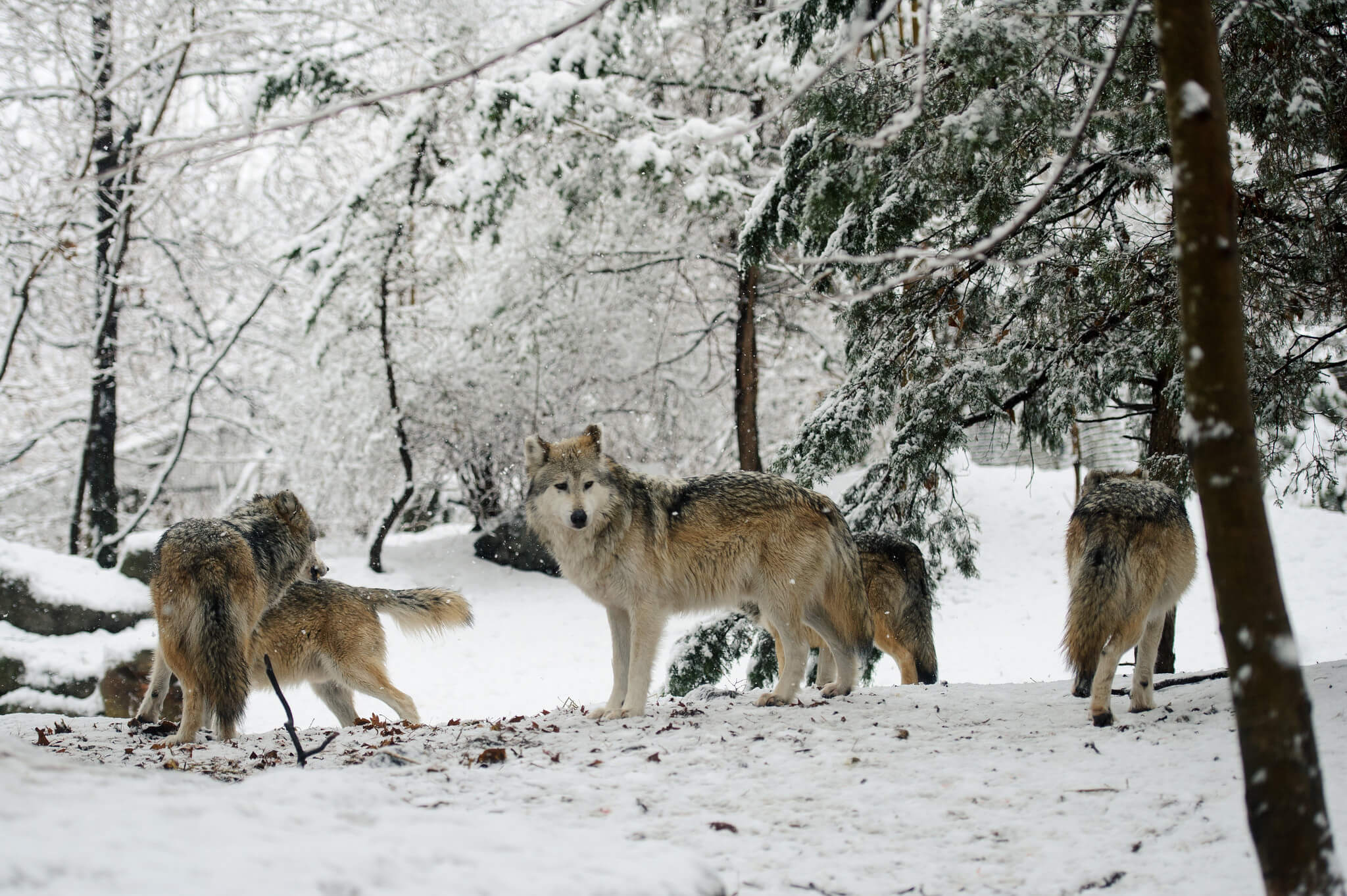 охота на волков фото