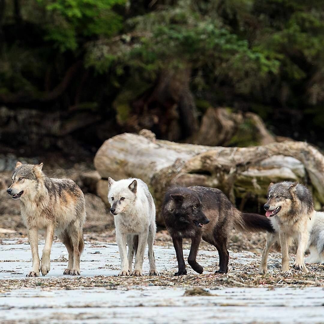 Жизнь диких волков
