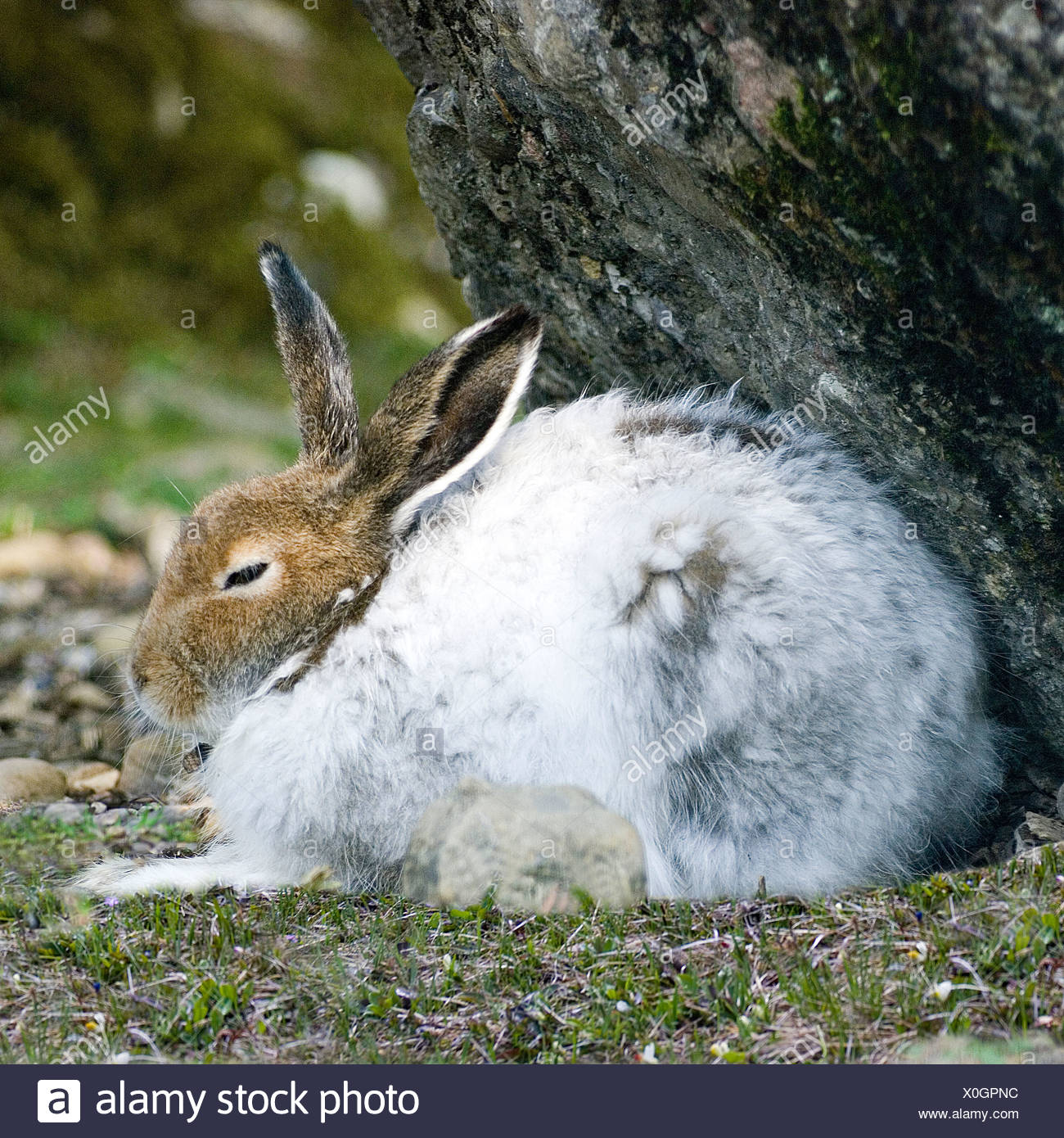 В какое время года у зверей линька. Линька зайца беляка. Заяц Беляк линяет. Заяц Беляк весной. Заяц Русак линяет.