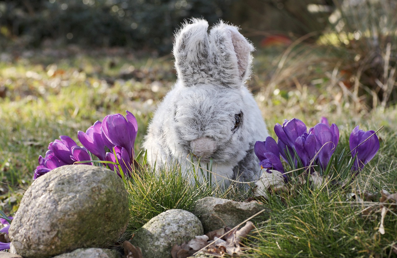 Заяц весной в лесу фото