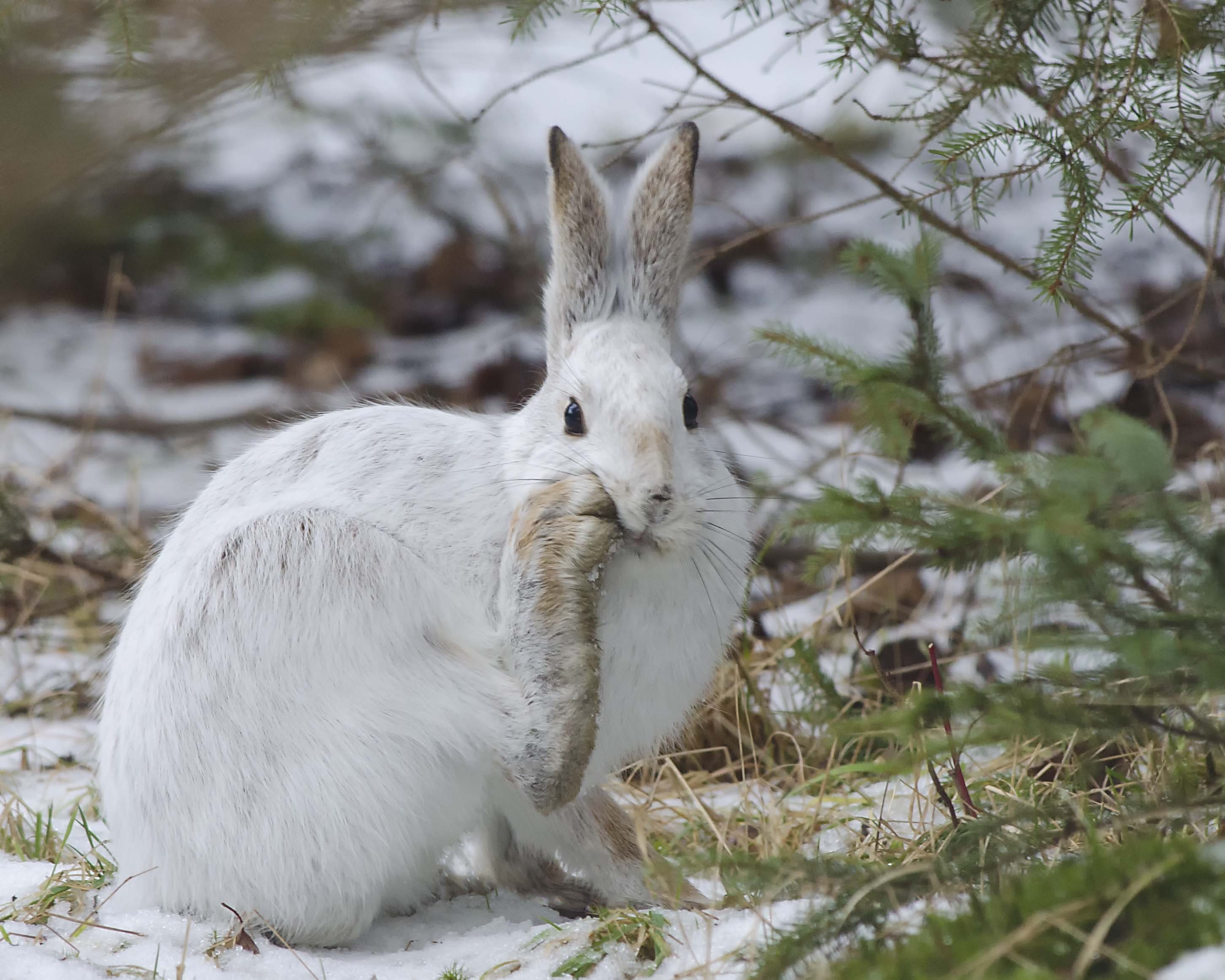 Фото зайца в хорошем качестве зимой
