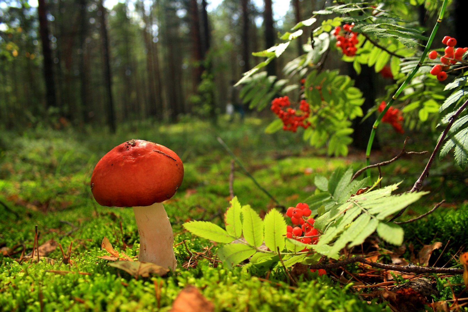 Лес с грибами фото
