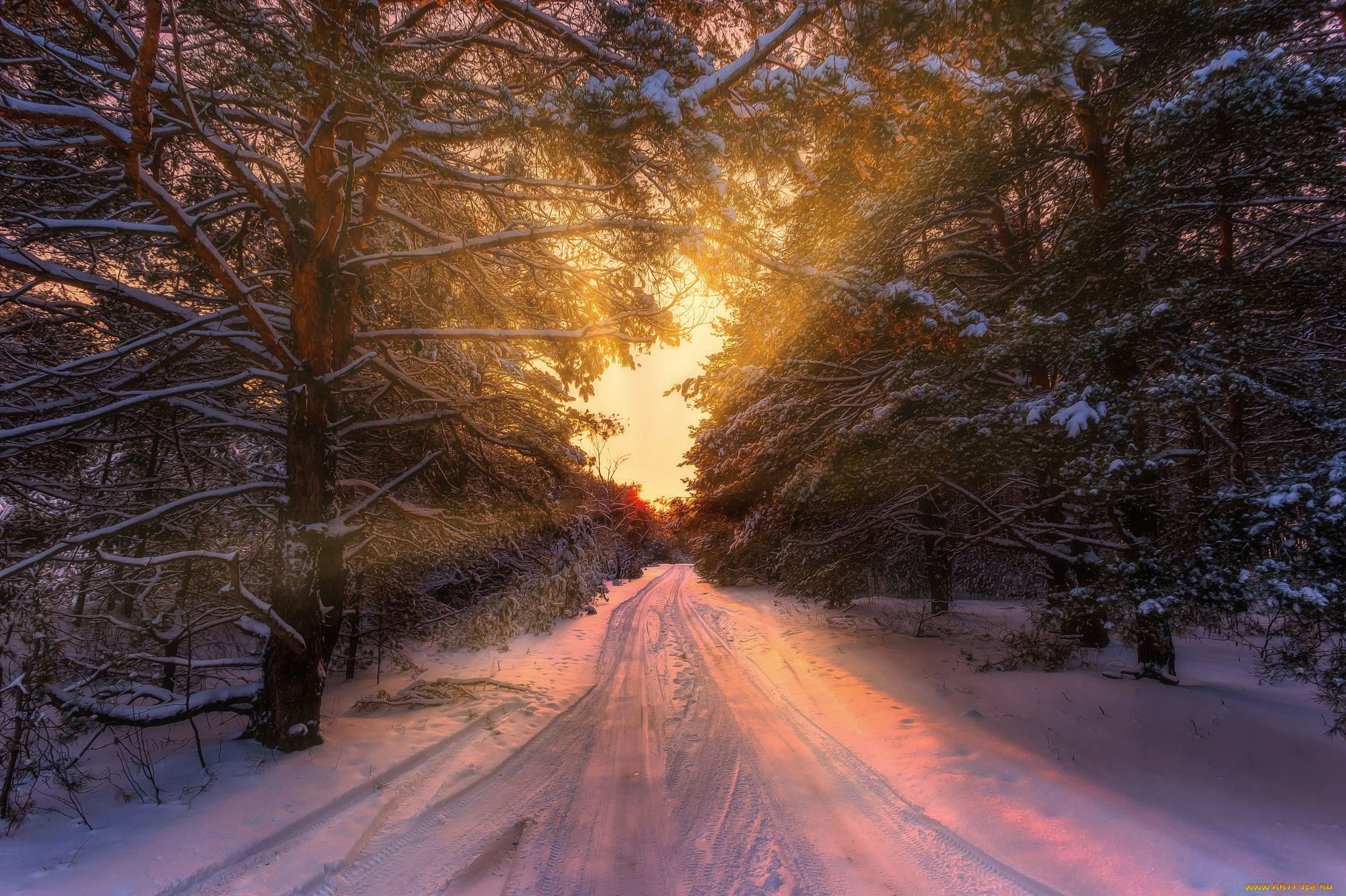 Зима дорога лес