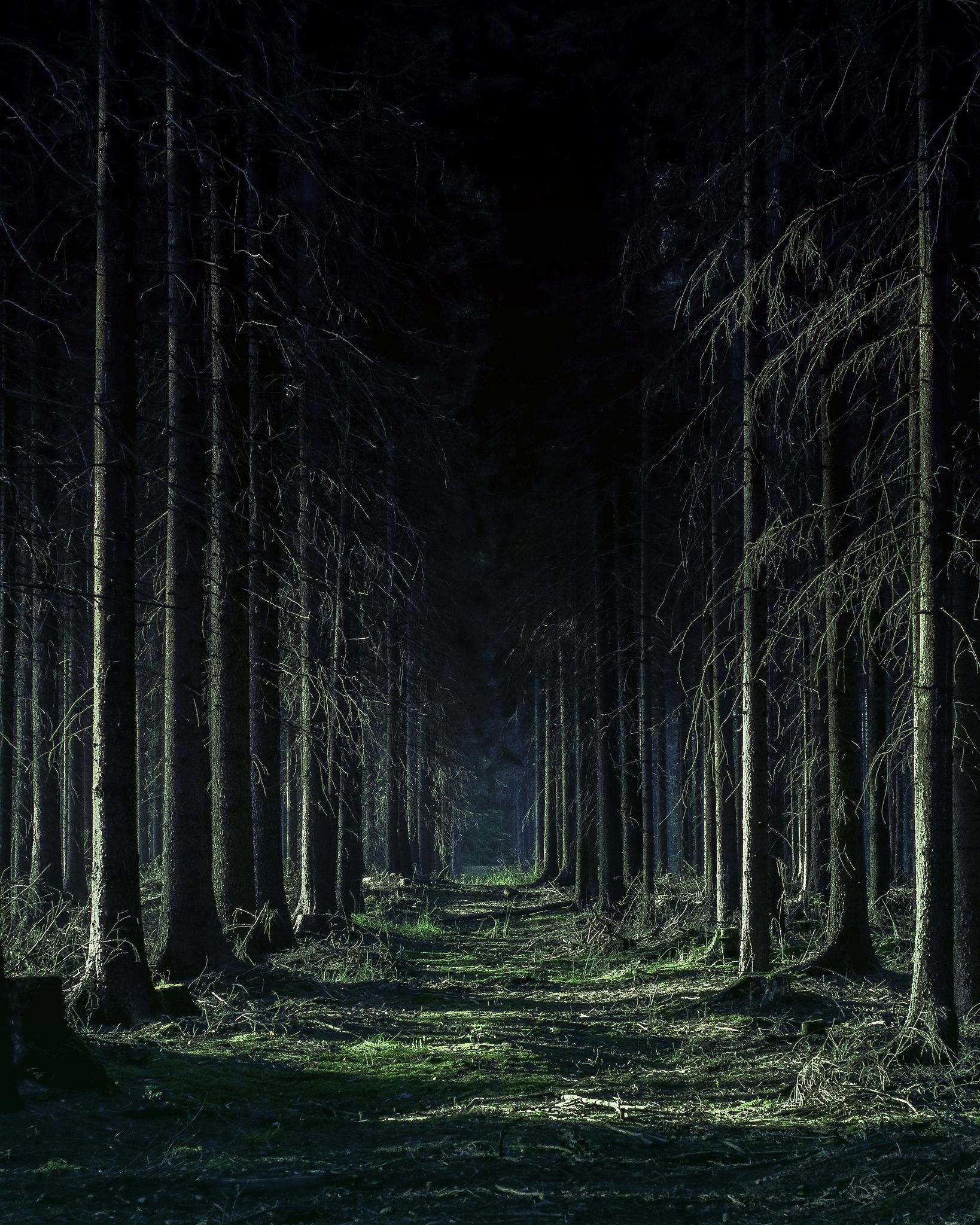 Запретный лес Хогвартса