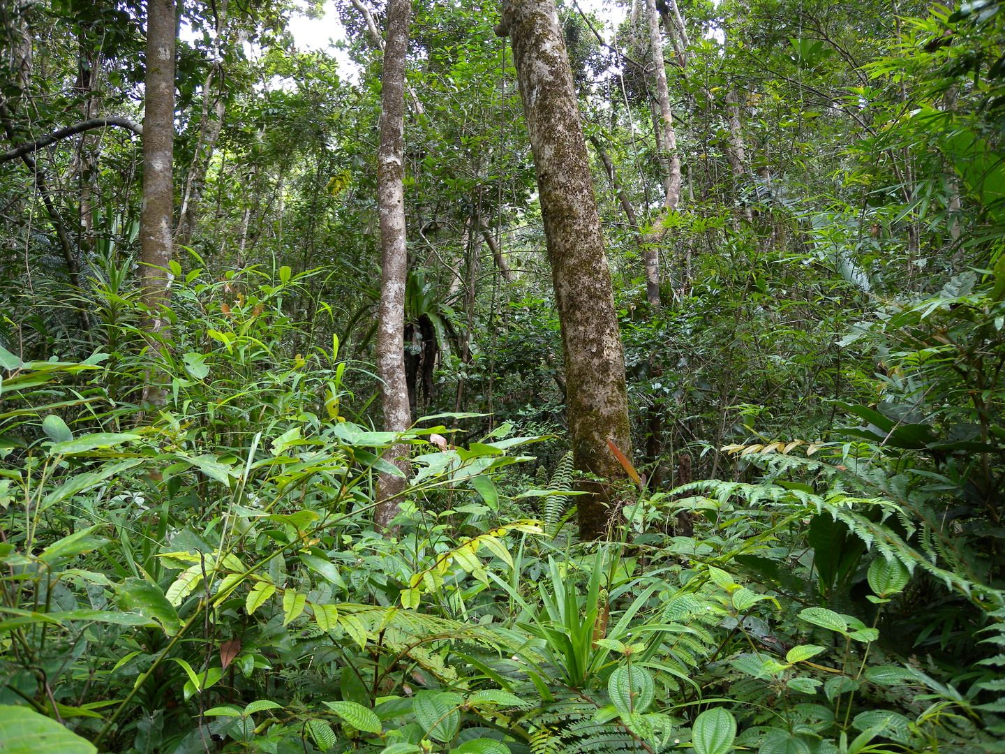 Тропический лес Мадагаскара
