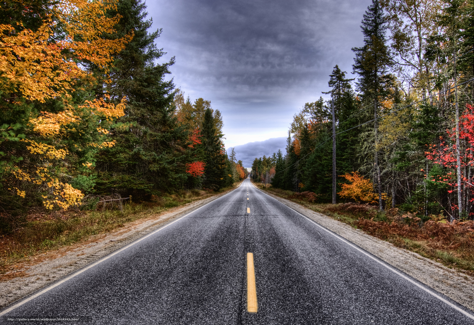 Дорога в красивом лесу. Дорога в лесу. Дорога в осень. Пейзаж дорога. Красивые дороги.