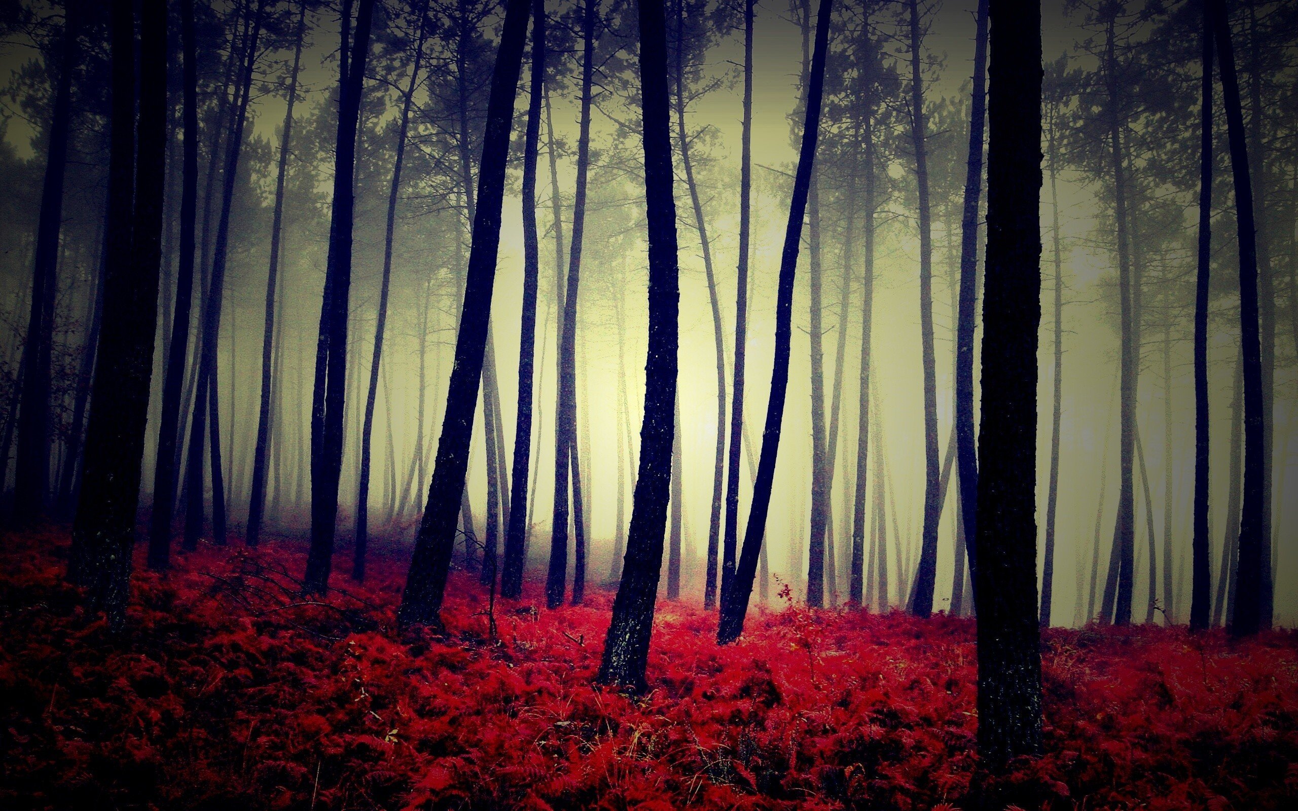Шварцвальд красный лес