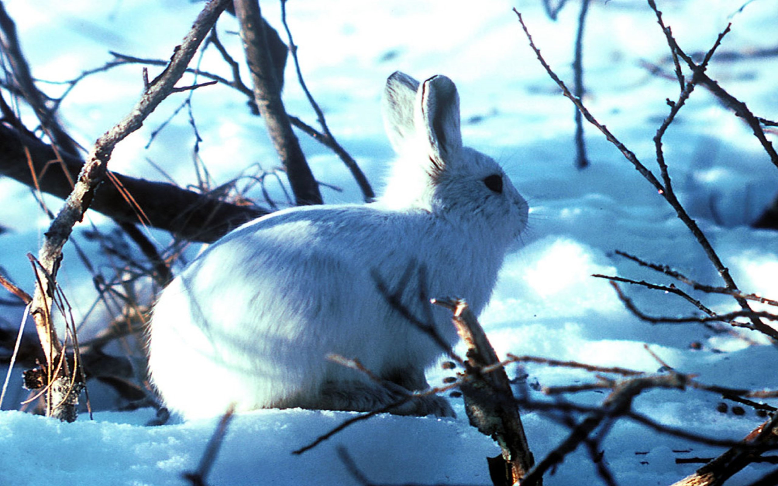 Какая шерсть у зайцев. Заяц Беляк объедает кору дерева. Заяц зимой в лесу. Зайчик в лесу зимой.