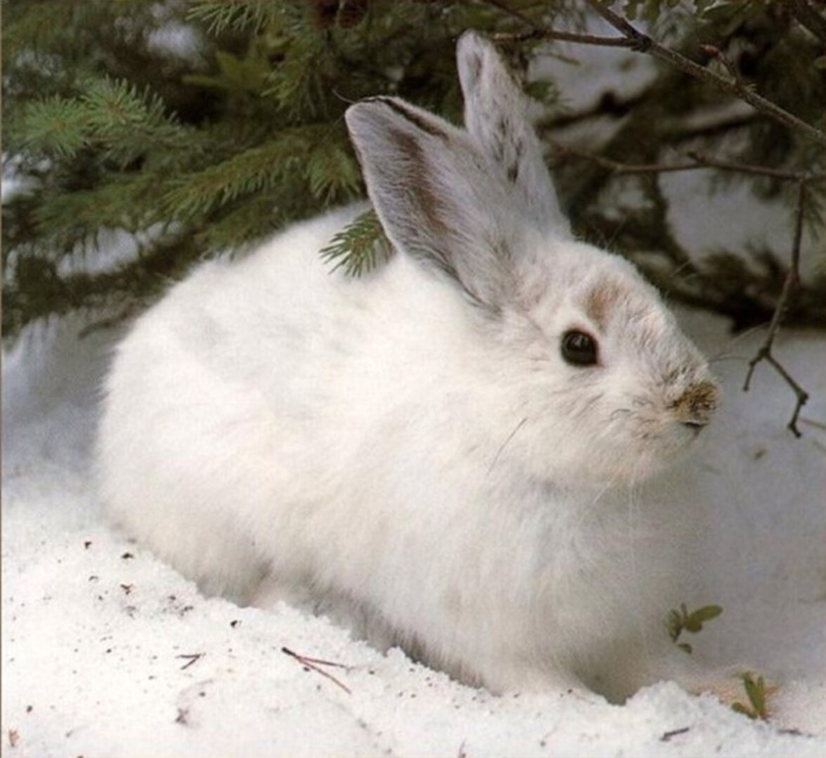 Изменение окраски животных. Ареал зайца беляка. Заяц Беляк с зайчатами. Заяц Беляк серый. Заяц Беляк Карелия.