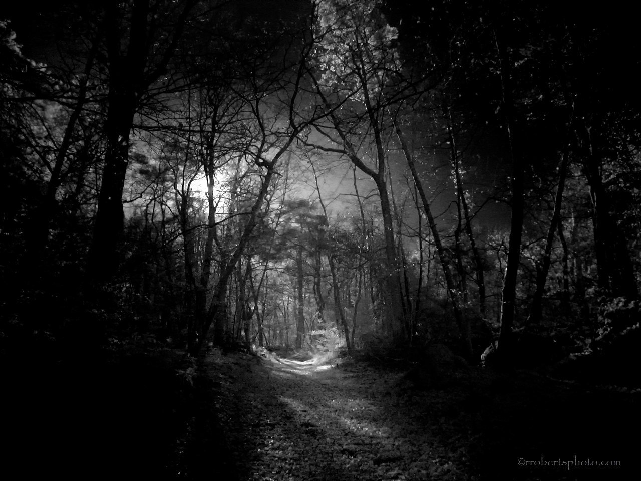 картинки страшного леса ночью