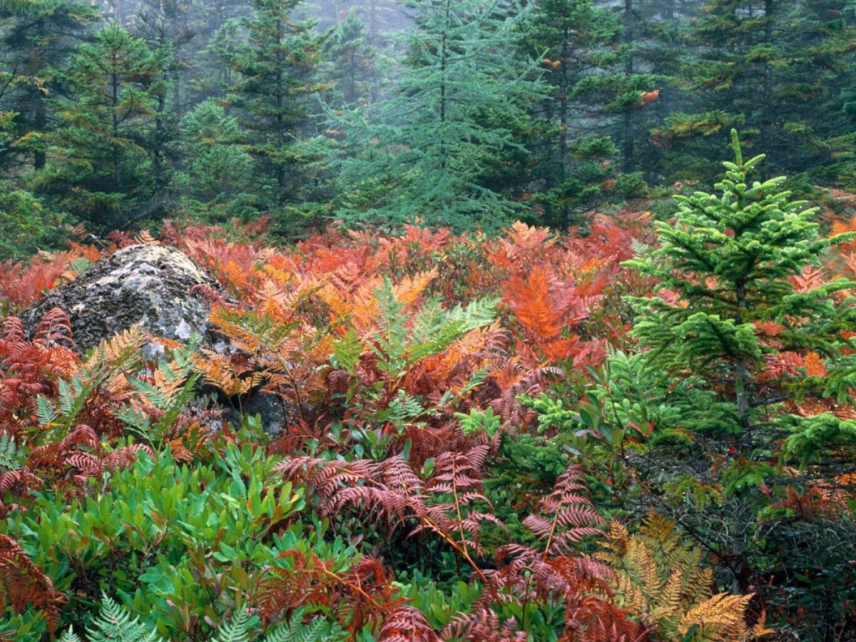 Кедрово-широколиственные леса Уссурийской тайги