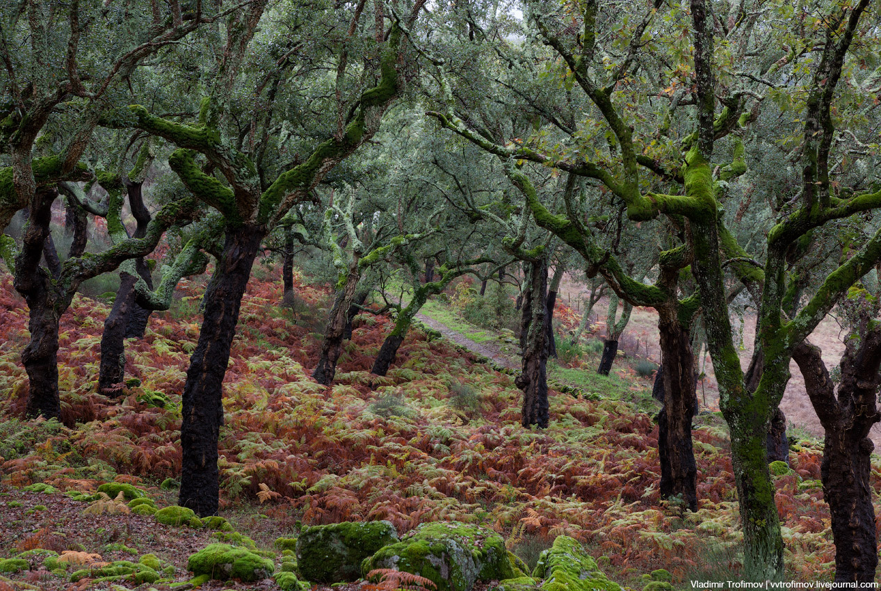 Жестколиственные вечнозелёные леса Испания