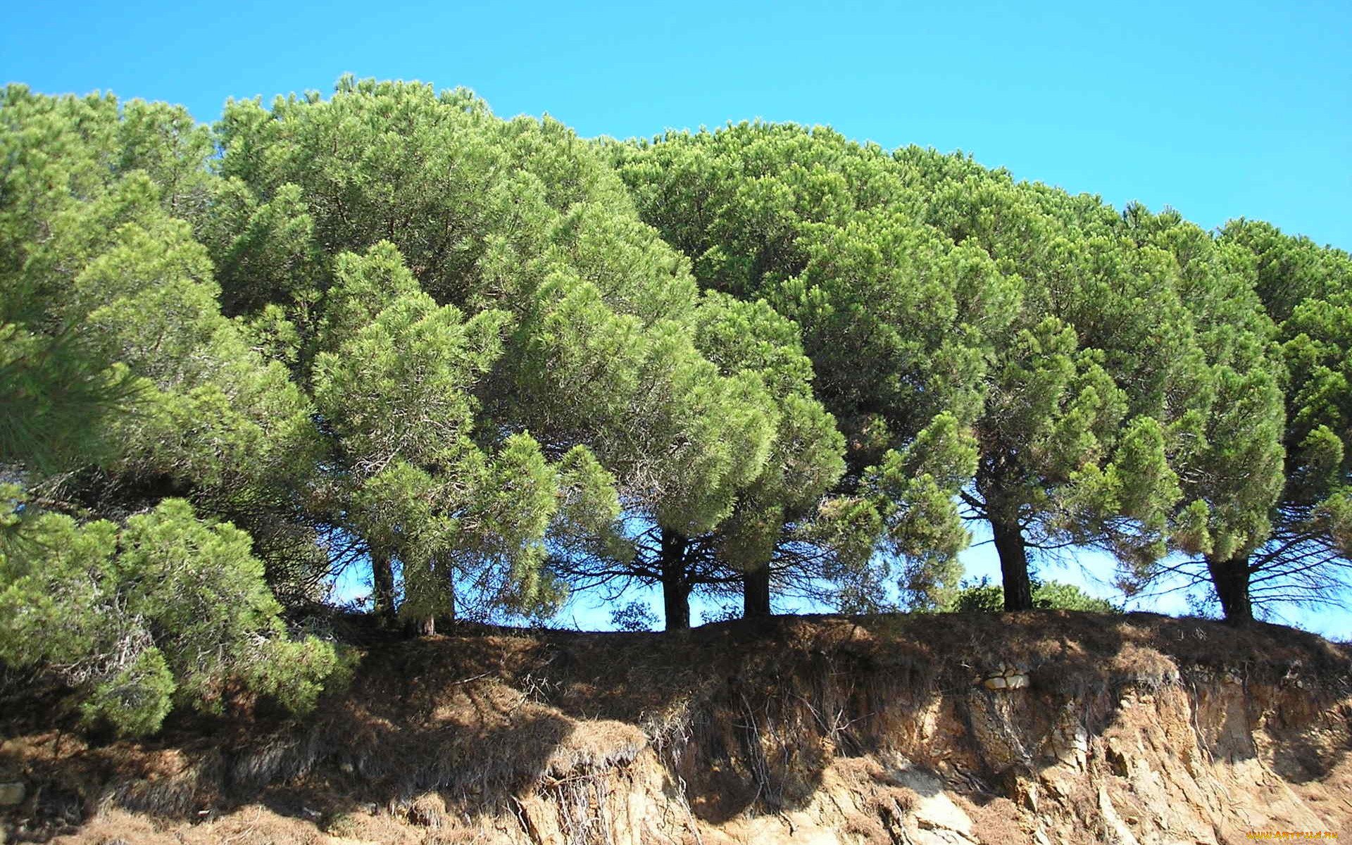 Сосна итальянская Pinus pinea