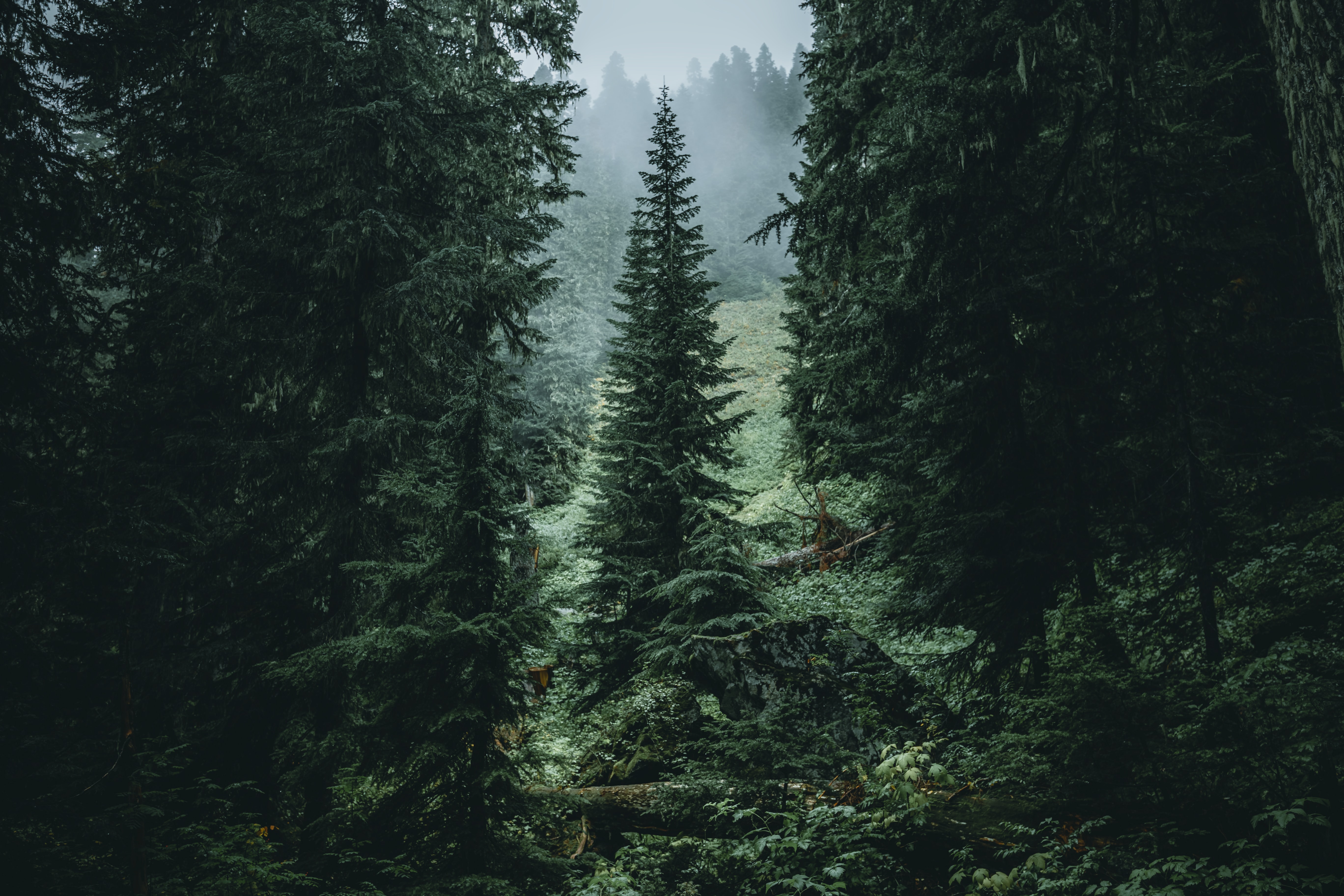 Мокрый хвойный лес