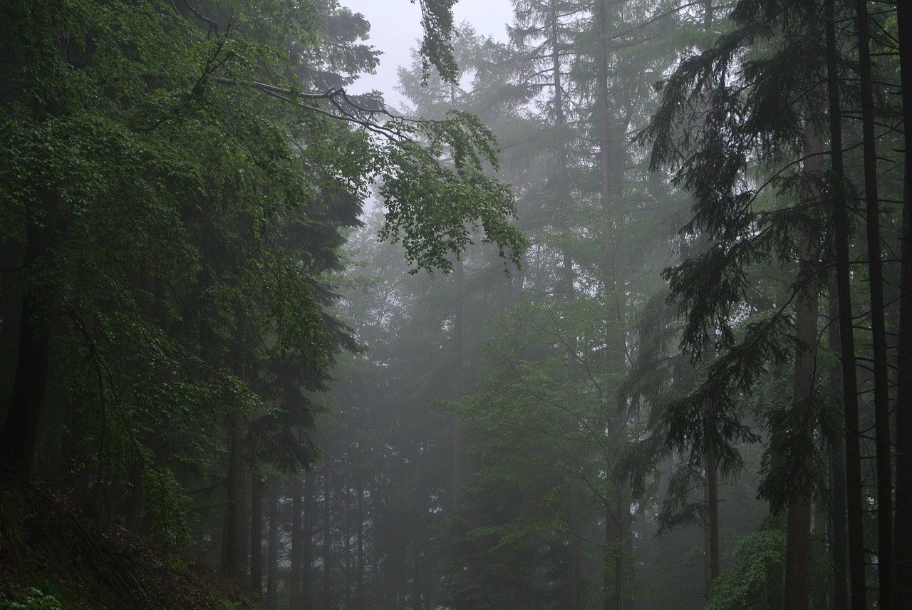 Мазендеран лес