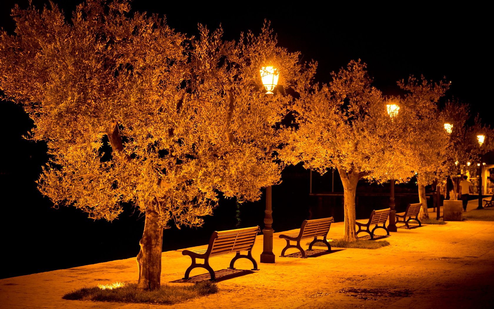 Ночные деревья в парке