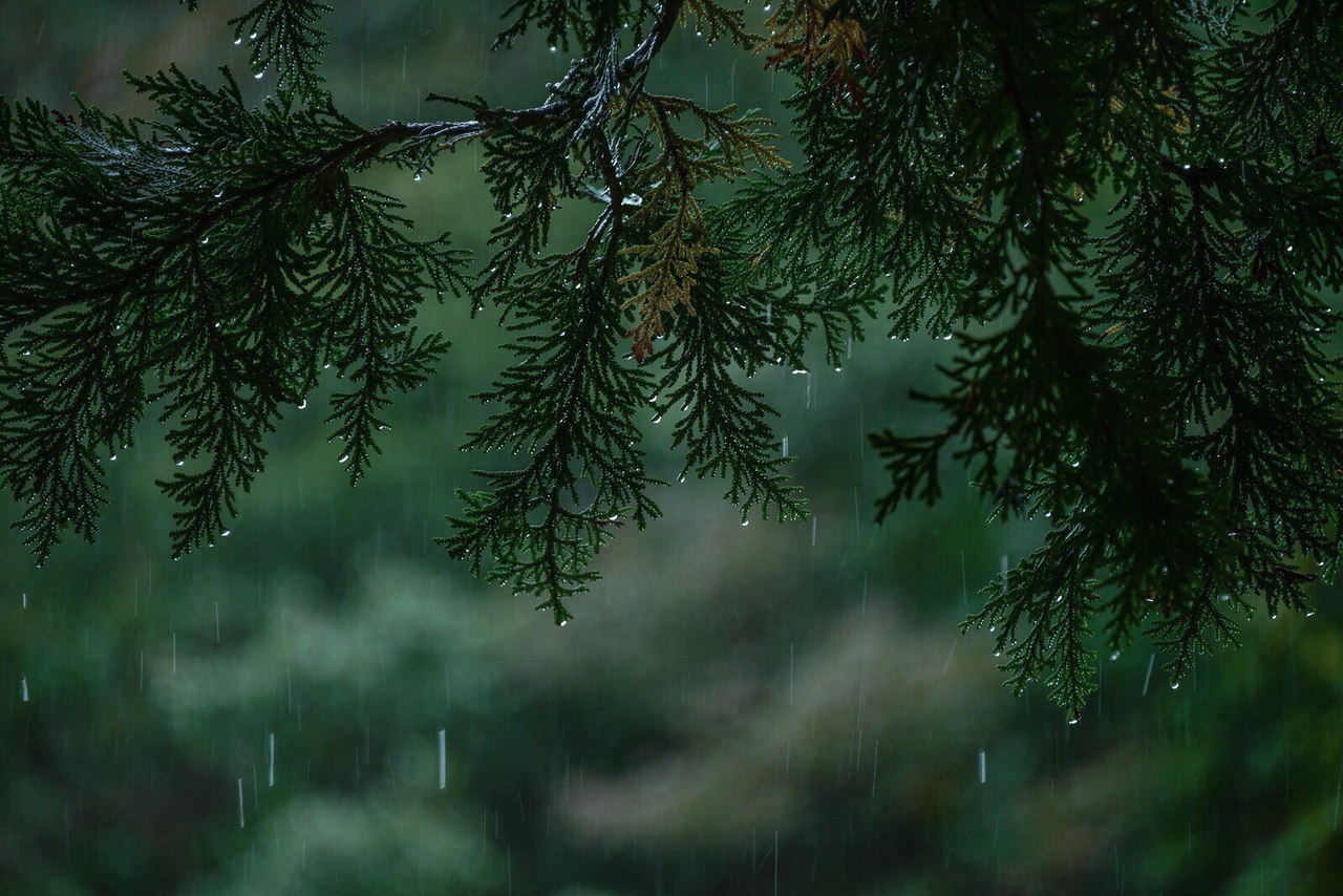 Дождь в еловом лесу