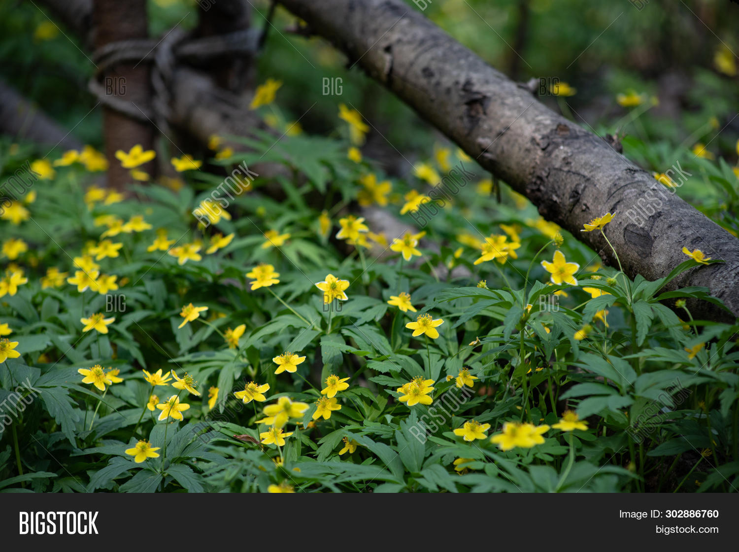 Желтые цветочки в лесу в мае