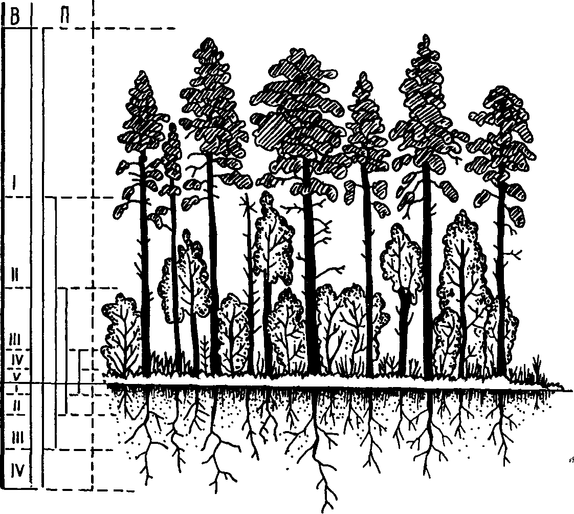 Состав елового леса