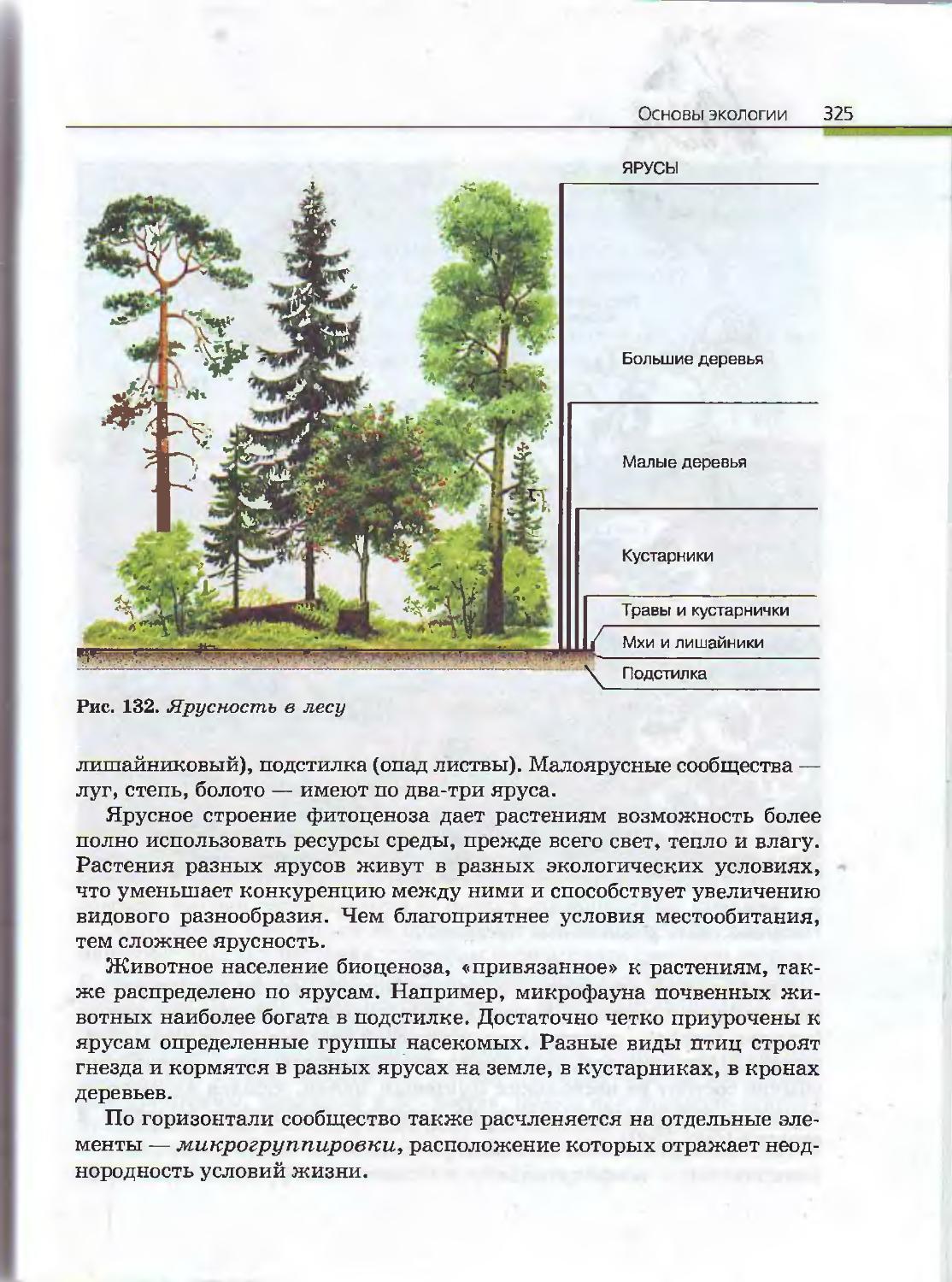 Ярусность леса схема