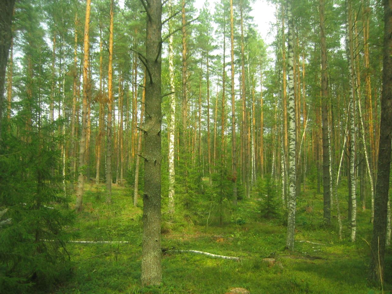 Лиственный лес Кировской области