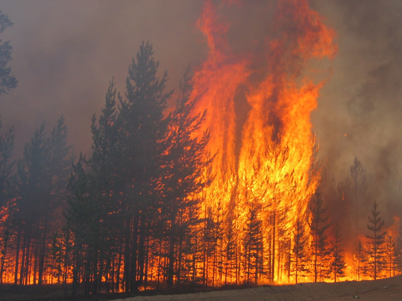 Пожары и т д в. Верховой Лесной пожар. Верховой пожар в лесу. Лес в огне. Лес после верхового пожара.