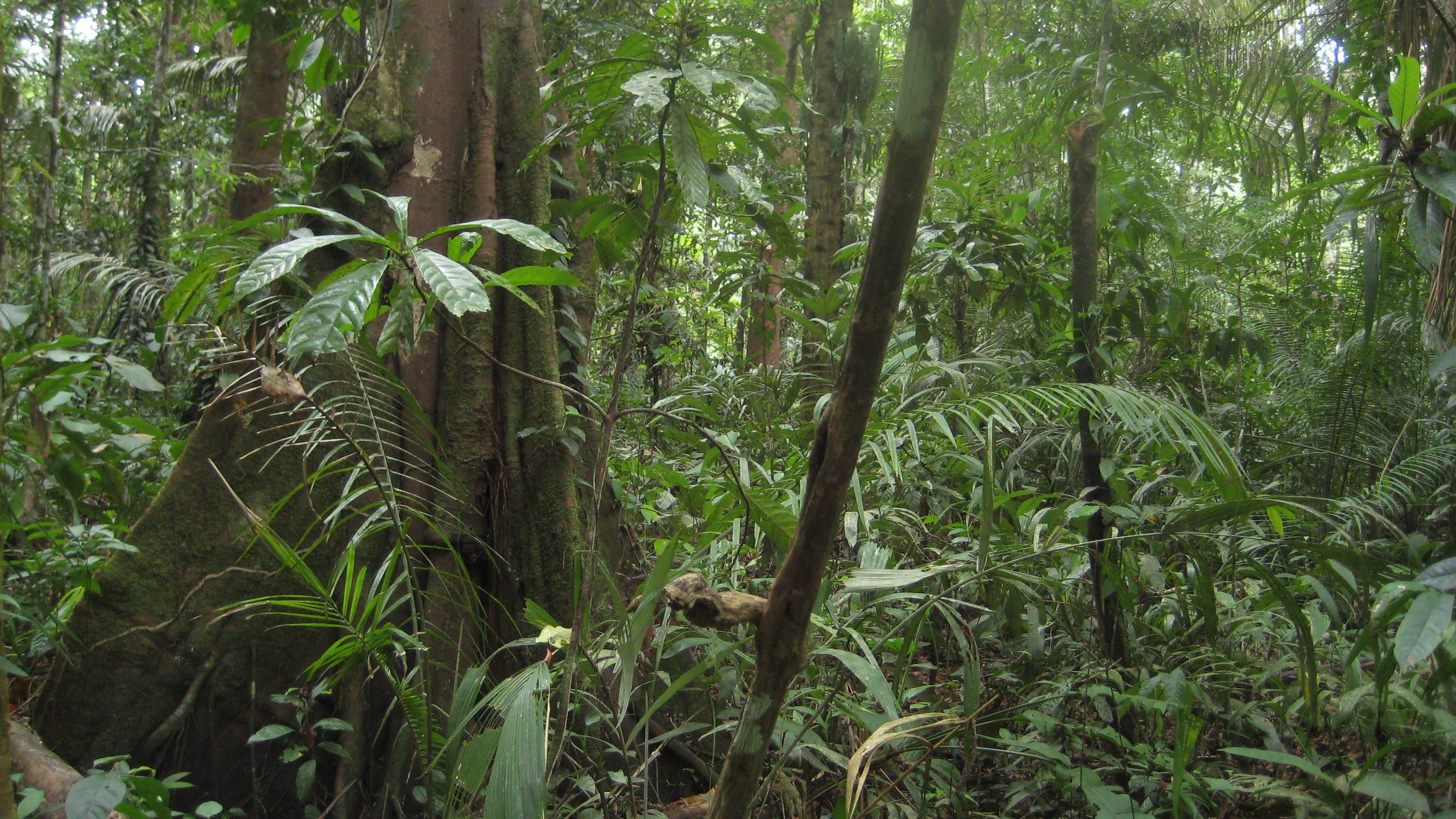 Джунгли бразилии. Тропические леса амазонки в Бразилии. Джунгли Сельва Мексика. Бразилия тропические леса Сельва. Джунгли Амазонии в Южной Америке.